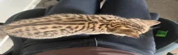 British Shorthair cats for sale: British short hair kittens - Advert 12