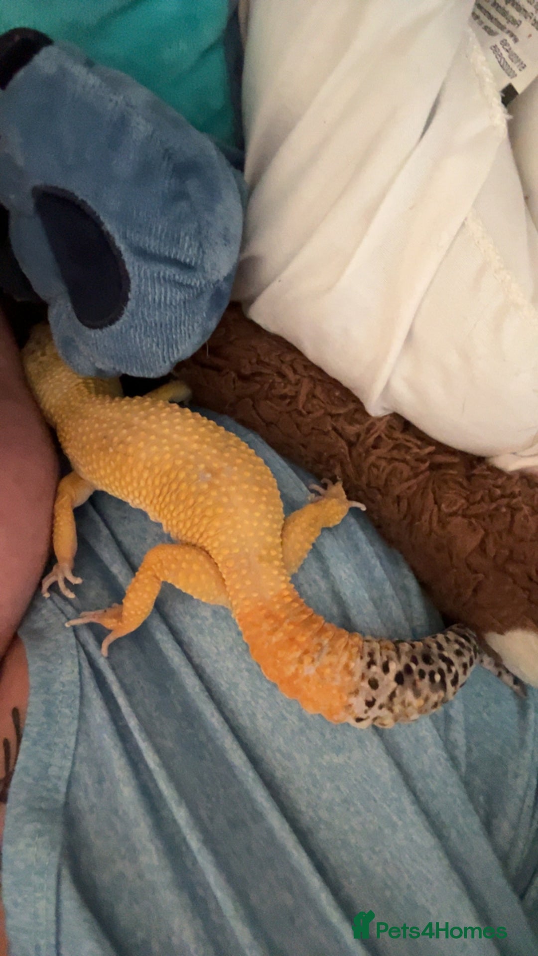 Leopard Gecko reptiles for sale: Leopard geckos  - Image 3