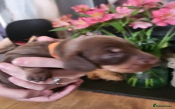 Miniature Dachshund dogs for sale: Chocolate and Tan mini dachshund  - Image 20