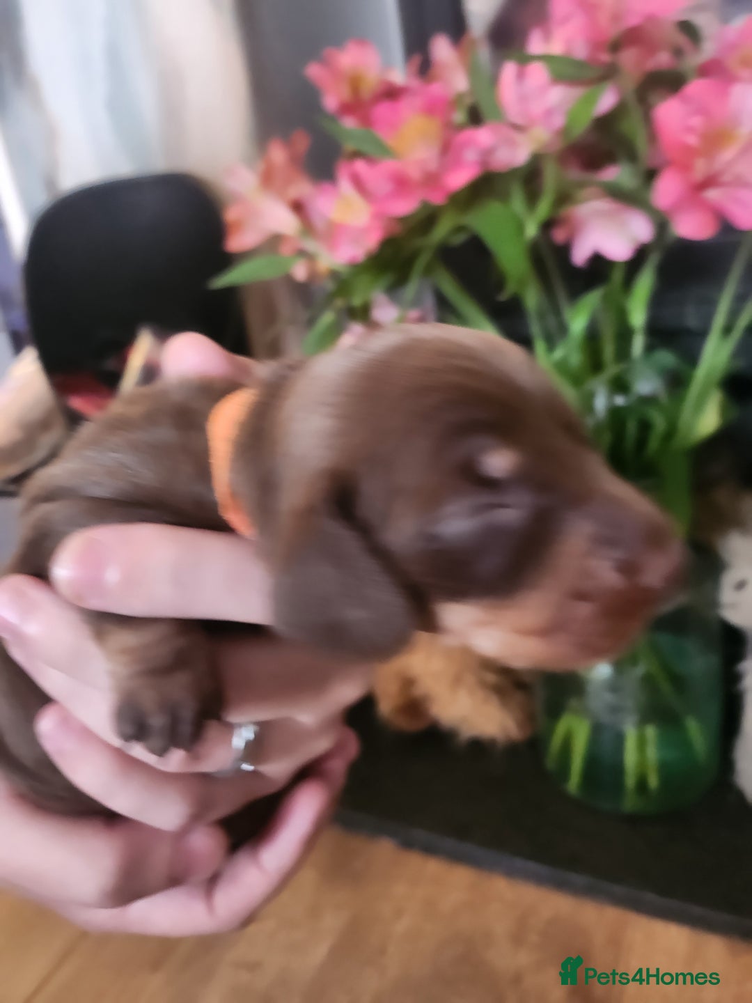 Miniature Dachshund dogs for sale: Chocolate and Tan mini dachshund  - Image 20