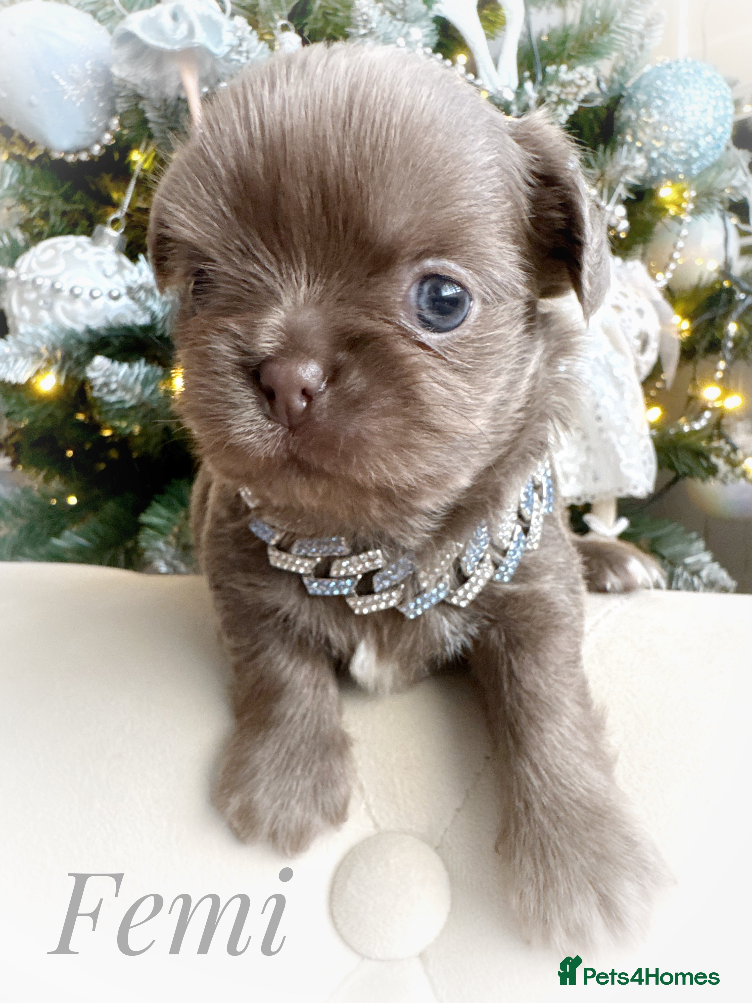 Chihuahua dogs Kc reg chocolate and lilac LC quality puppies - Advert 5