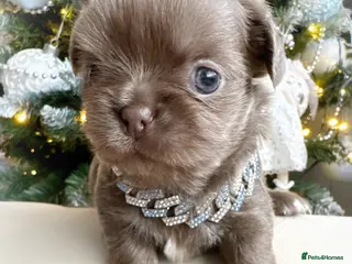 Chihuahua dogs Kc reg chocolate and lilac LC quality puppies - Advert 18