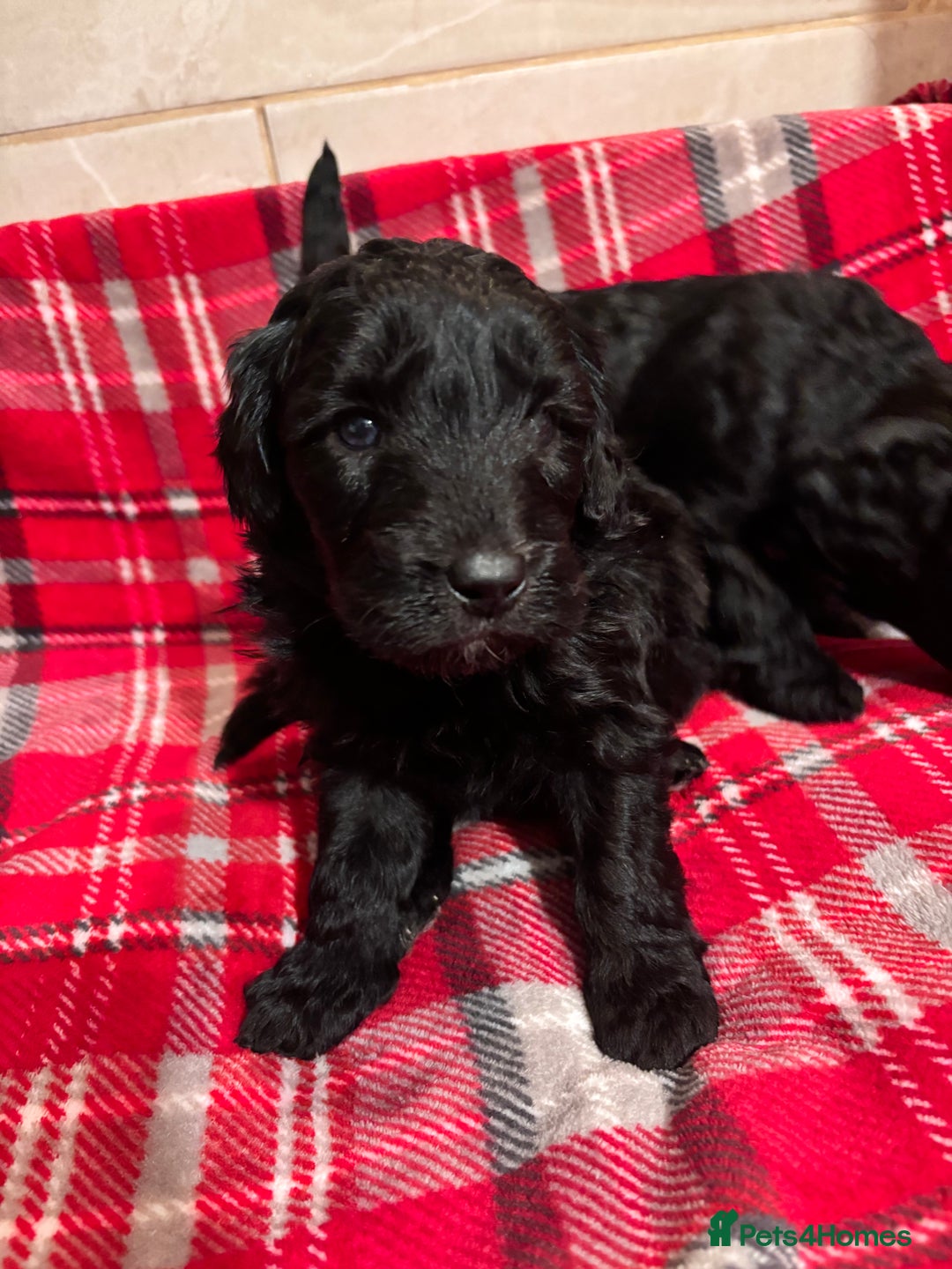 Bordoodle dogs for sale: Beautiful Bordoodle Puppies  - Advert 4