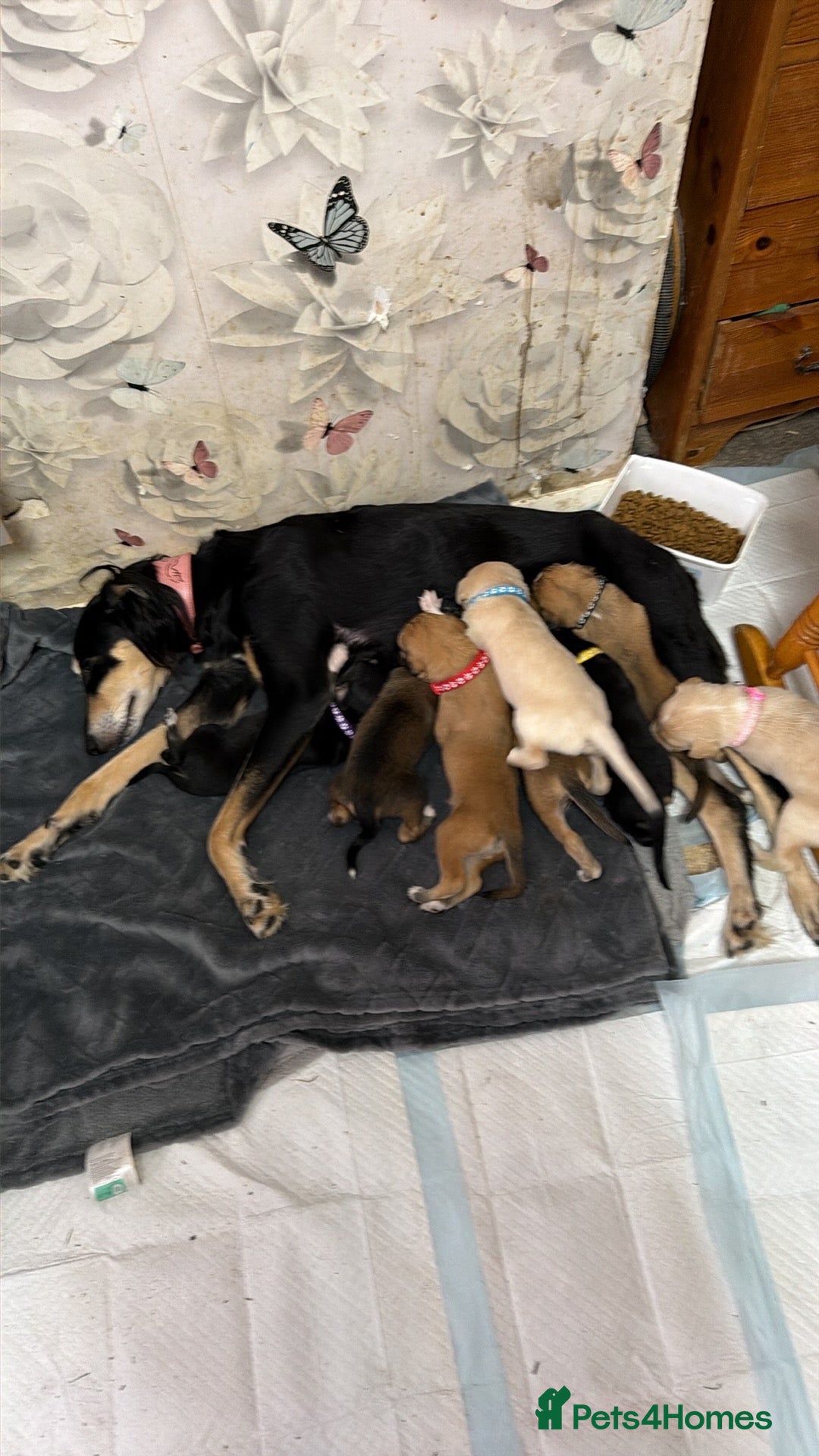 Saluki dogs DWKC registered Saluki puppies. - Advert 4
