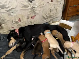 Saluki dogs DWKC registered Saluki puppies. - Advert 1
