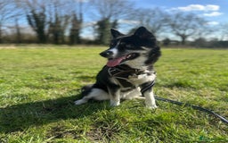 Pomsky dogs for sale: Nala the Pomsky🖤 - Image 4