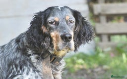 English Setter dogs for adoption: Hasgar - Image 15