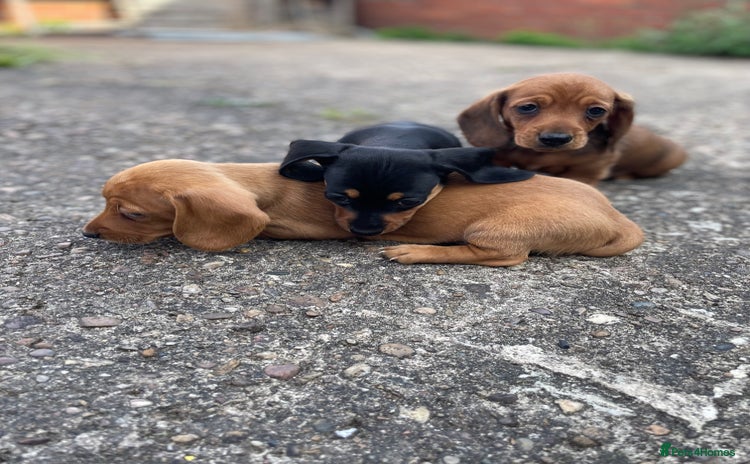 Miniature Dachshund dogs - Advert 10