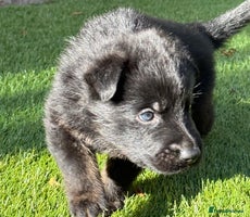 German Shepherd dogs - Advert 6