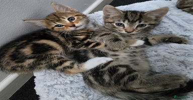 Mixed Breed cats - Advert 16