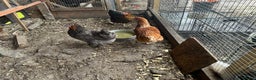 Chickens poultry for sale: Poultry for sale  - Advert 7