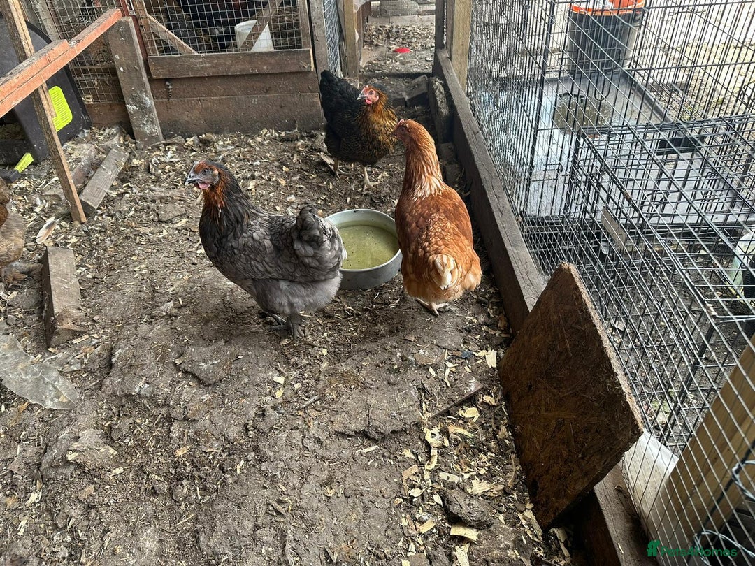 Chickens poultry for sale: Poultry for sale  - Image 6