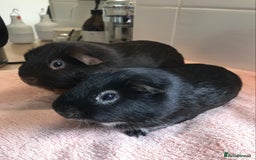 Guinea Pig rodents for sale: Two Pairs of Boar Foxe’s - Image 3