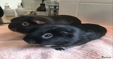 Guinea Pig rodents - Advert 13