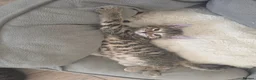 Mixed Breed cats for sale: 3 beautiful 1/4 siamese kittens ready now x - Advert 8