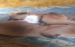 Plummer Terrier dogs for sale: Plummer terrier puppies  - Image 4