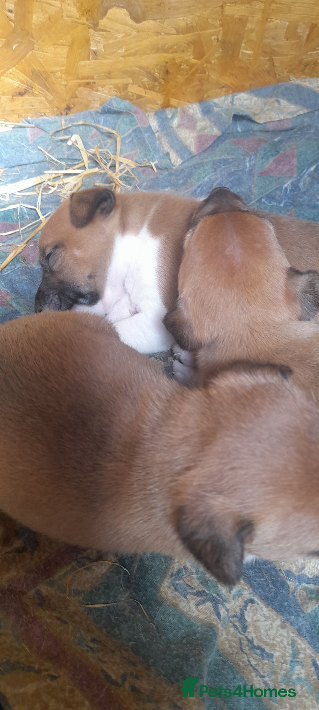 Plummer Terrier dogs for sale: Plummer terrier puppies  - Image 4