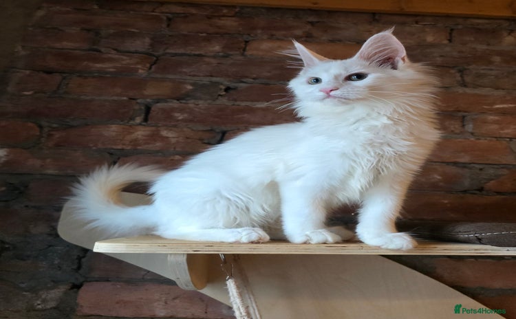 Maine Coon cats - Advert 2