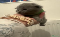 British Shorthair cats for sale: Short British hair kittens cross Scottish fold. - Image 7