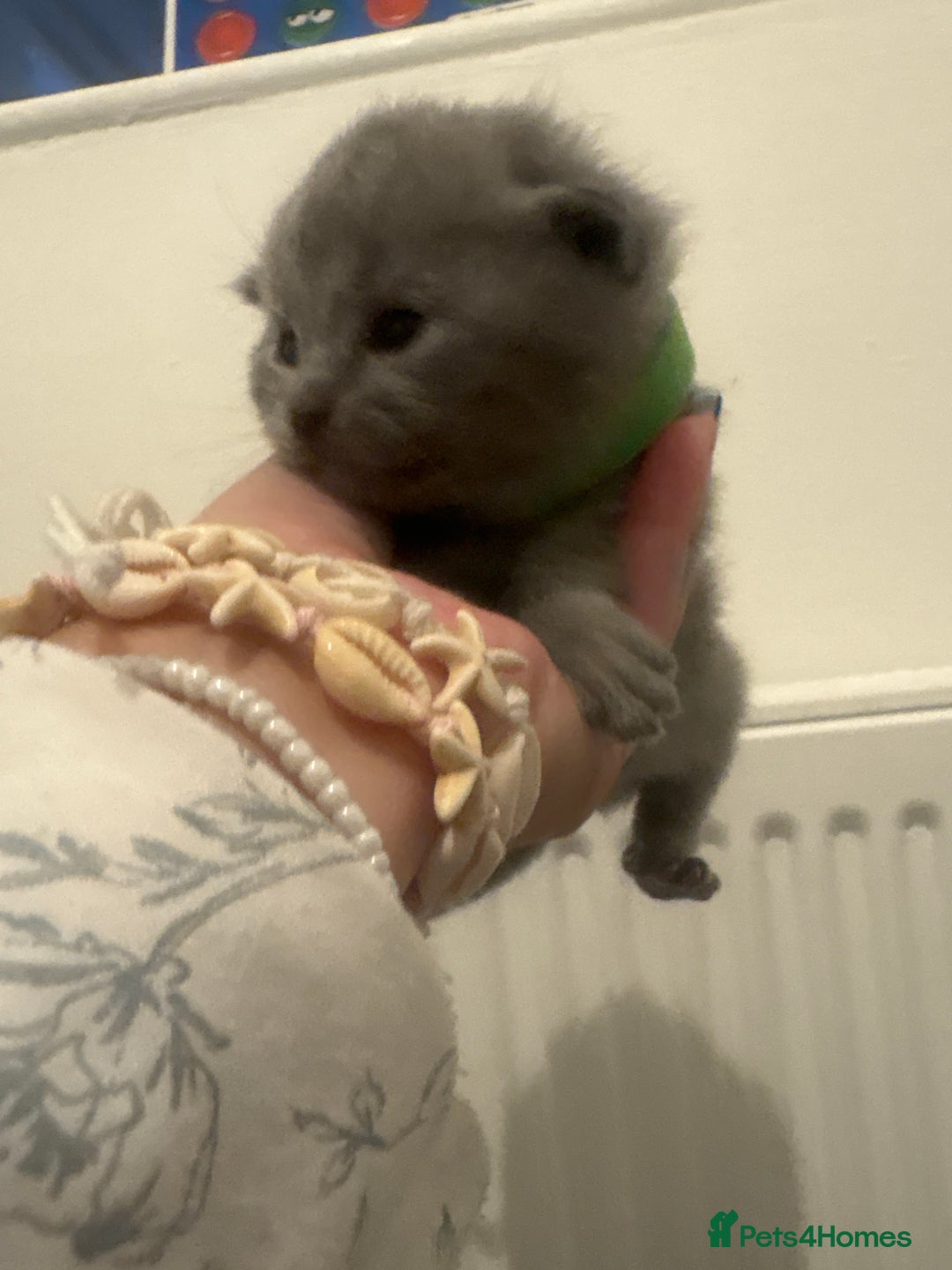 British Shorthair cats for sale: Short British hair kittens cross Scottish fold. - Image 7