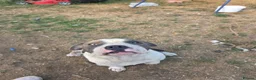 Staffordshire Bull Terrier dogs for sale: 7 month old staffordshire-bull-terrier  in Ilminster - Advert 1