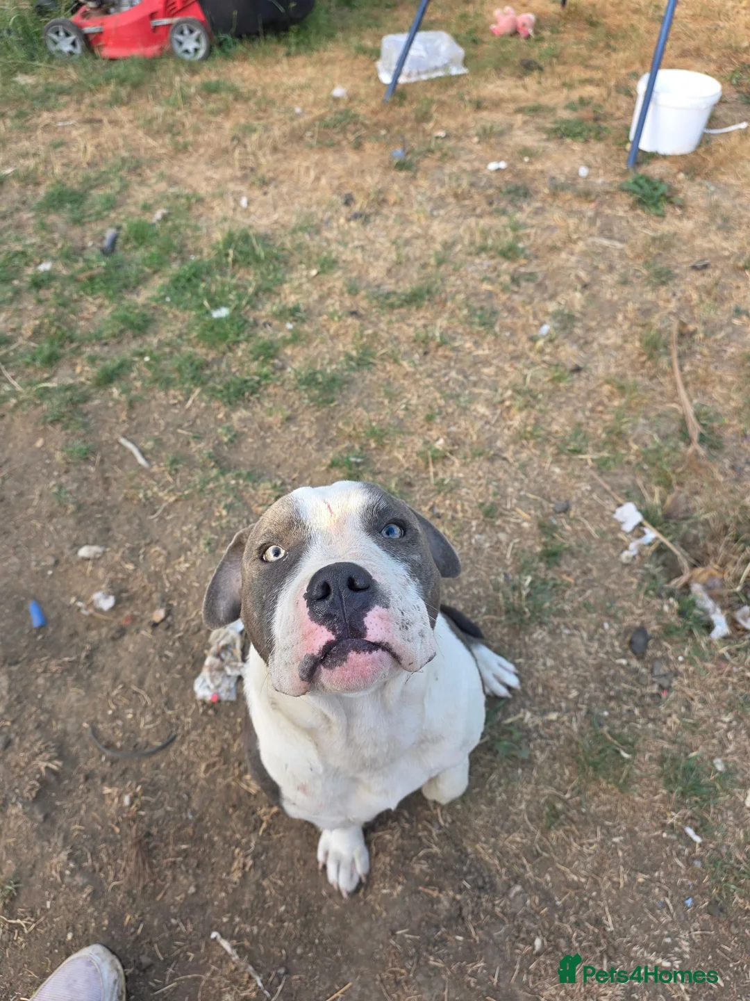 Staffordshire Bull Terrier dogs for sale: 7 month old staffordshire-bull-terrier  in Ilminster - Advert 1
