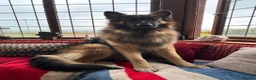 German Shepherd dogs for sale: 5 male polish german shepherds in Hartlepool - Advert 5
