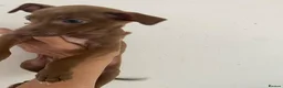 Italian Greyhound dogs for sale: Beautiful Italian greyhound puppies  - Advert 20