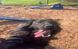 Mixed Breed dogs for adoption: Meet Ranger, currently residing in Lancashire  - Image 3