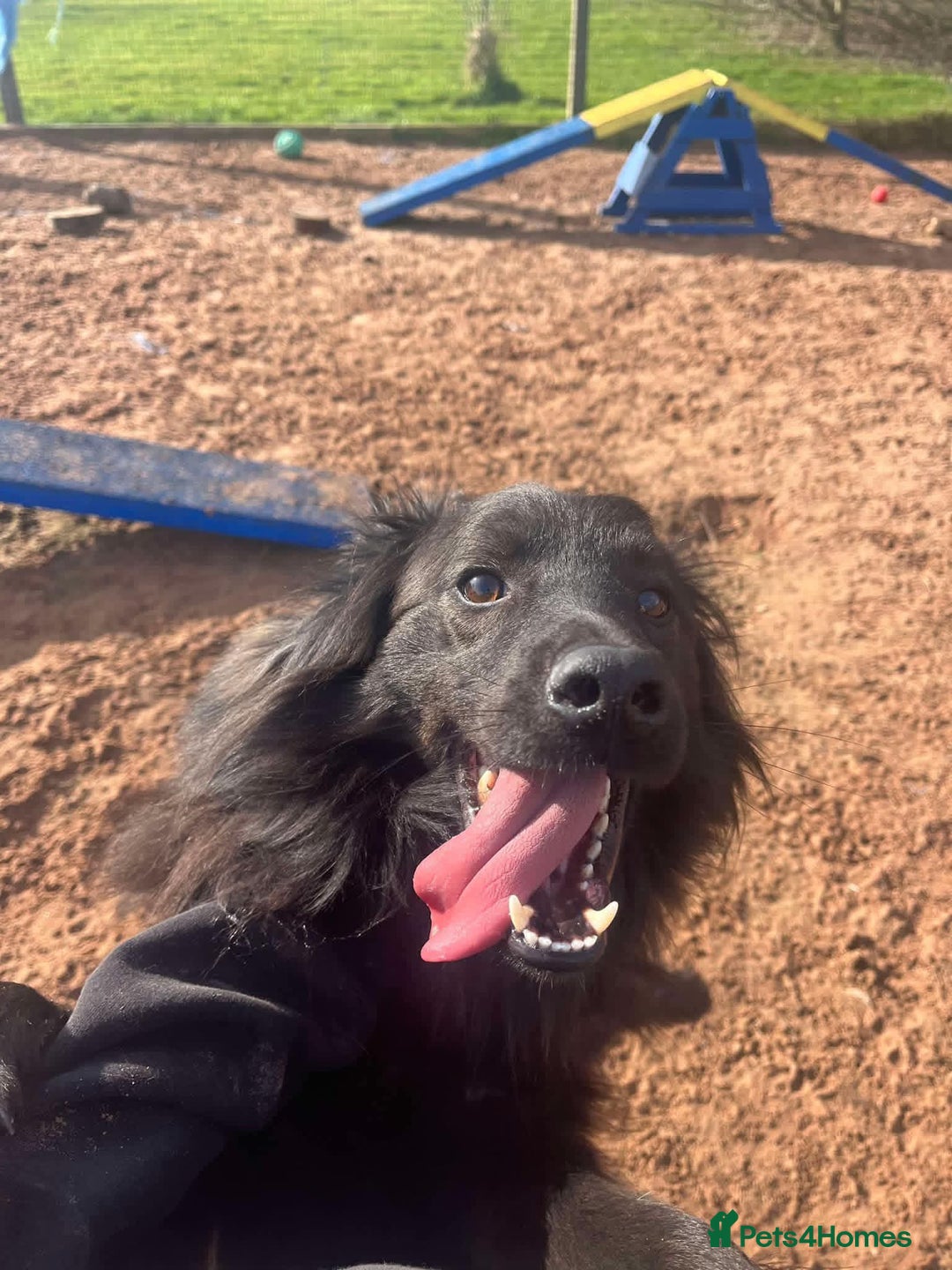 Mixed Breed dogs for adoption: Meet Ranger, currently residing in Lancashire  - Image 3