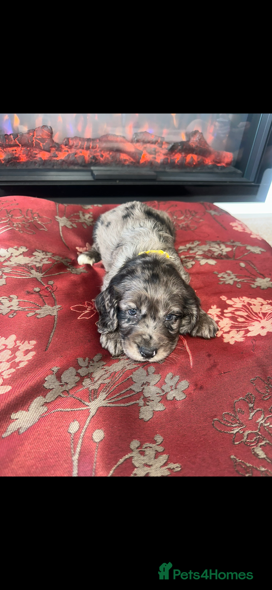 Cocker Spaniel dogs for sale: Show Cocker Spaniels Puppies For Sale - Image 6