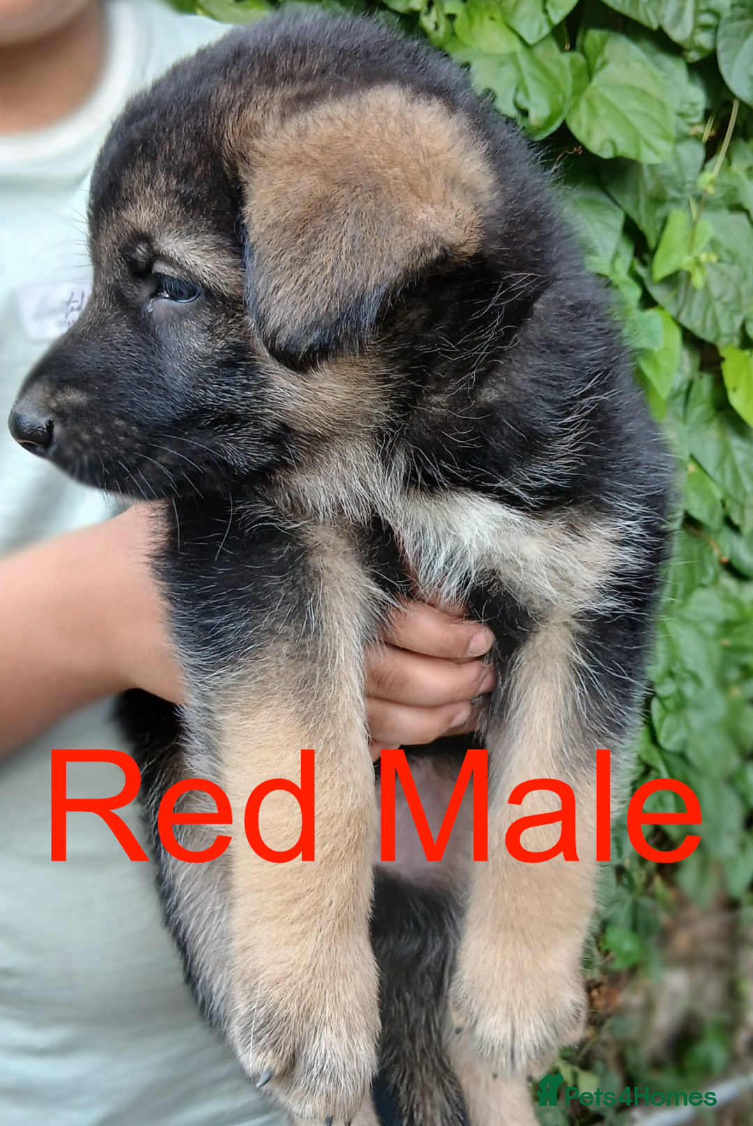 German Shepherd dogs for sale: Big Boned Chunky German Shepherd Puppies - Image 8