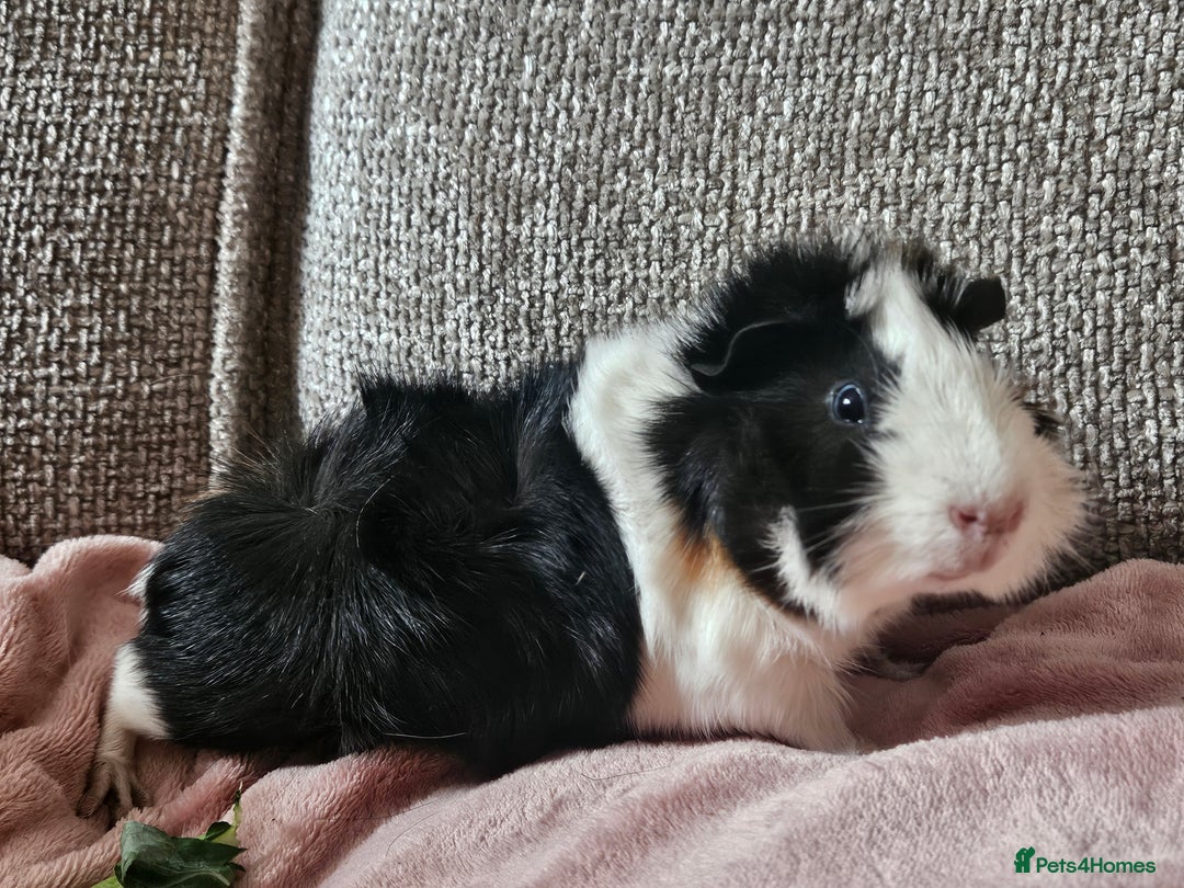 Guinea Pig rodents for sale: 2 Male Guinea Pigs (Boars) - Image 6