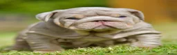 English Bulldog dogs for sale: EPIC BULLYZ BULLDOGS - Advert 9