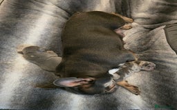 French Bulldog dogs for sale: French bulldog pups - Image 2