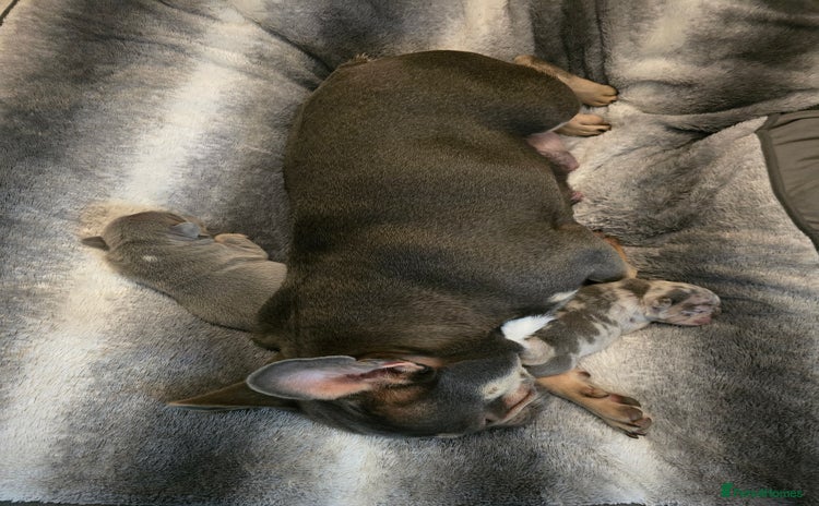 French Bulldog dogs - Advert 1