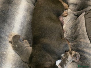 French Bulldog dogs - Advert 5