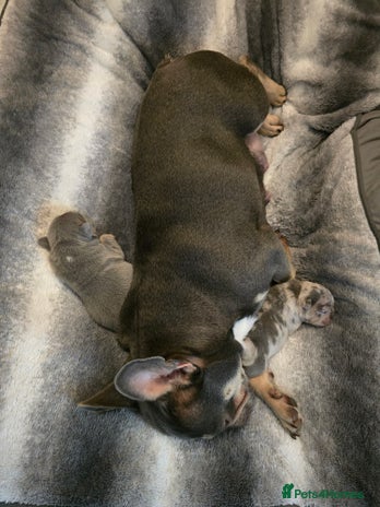 French Bulldog dogs - Advert 1