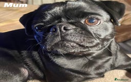 Pug dogs for sale: Amazing KC registered pug puppies - Image 7
