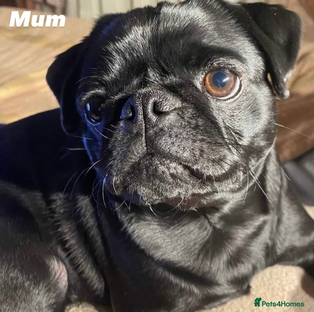 Pug dogs for sale: Amazing KC registered pug puppies - Image 7