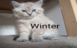 Neva Masquerade cats for sale: Litter 'W' 2 boys and 3 girls - Image 8