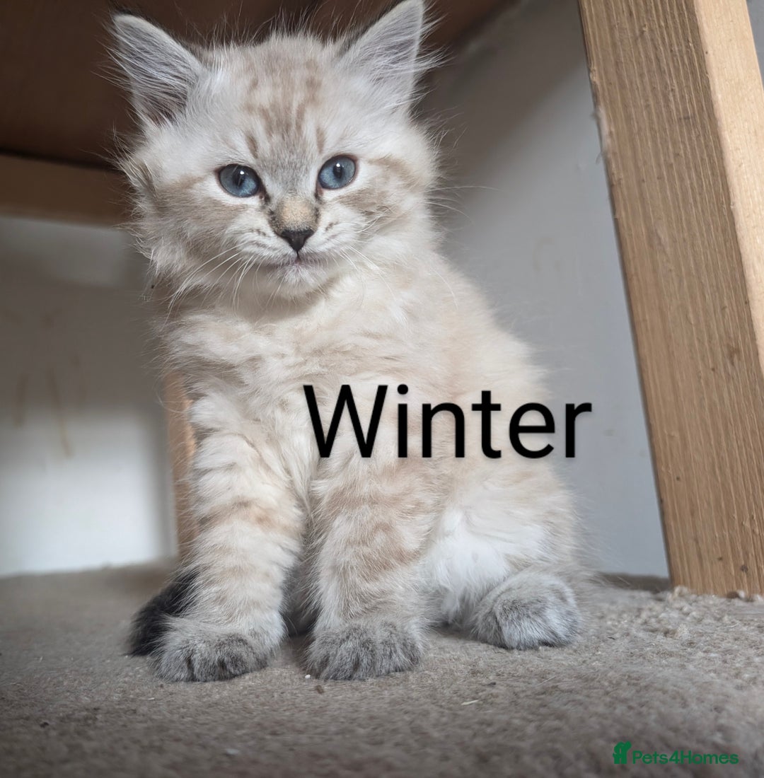 Neva Masquerade cats for sale: Litter 'W' 2 boys and 3 girls - Image 8