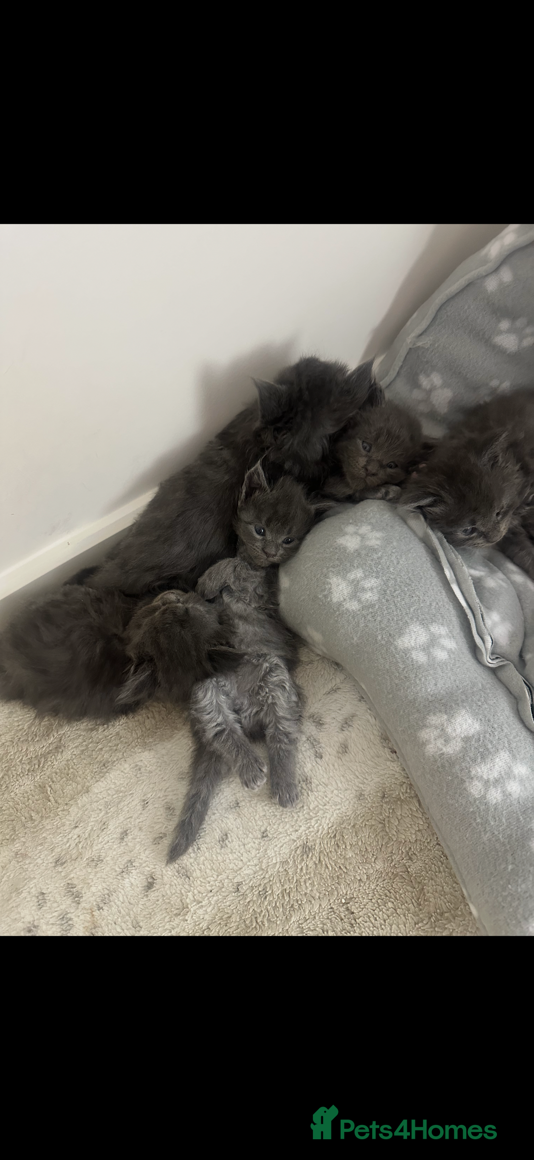 Maine Coon cats for sale: Maine coon kittens full breed xl dad blue/smoked  - Advert 10
