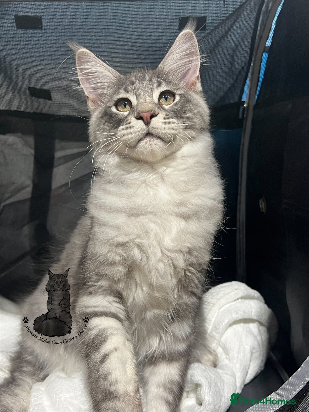 Maine Coon cats for sale: TICA boy blue silver huge Maine coon male  - Advert 1