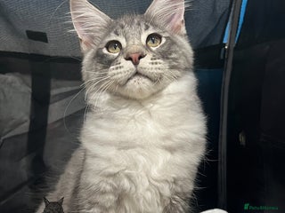 Maine Coon cats for sale: TICA boy blue silver huge Maine coon male - Advert 1
