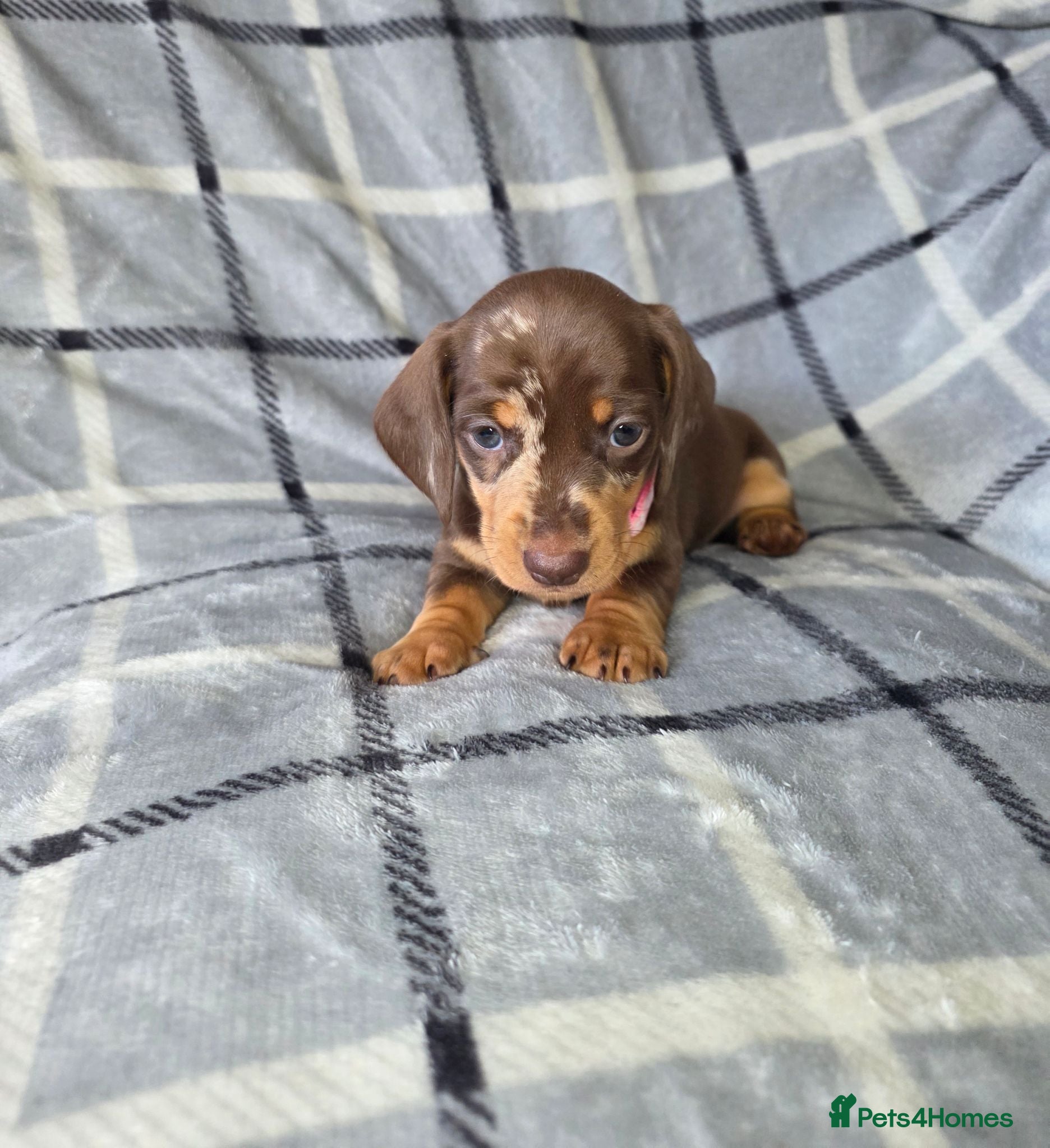 Miniature Dachshund dogs 🐾Stunning KC Reg Miniature Dachshund Puppie🐾 - Advert 7