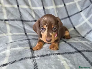 Miniature Dachshund dogs 🐾Stunning KC Reg Miniature Dachshund Puppie🐾 - Advert 7