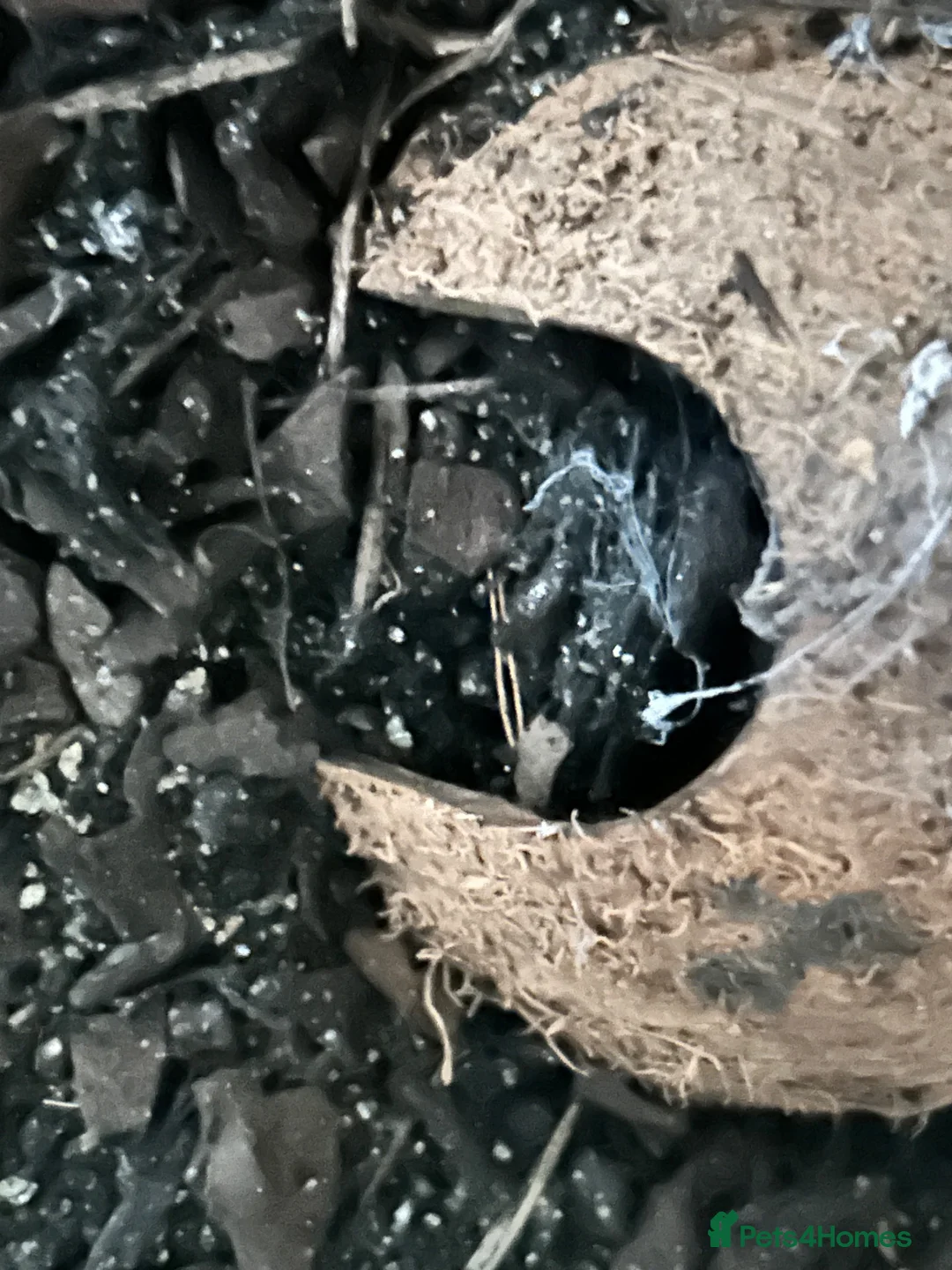 Tarantulas invertebrates for sale: Various tarantulas  in Bideford - Advert 4