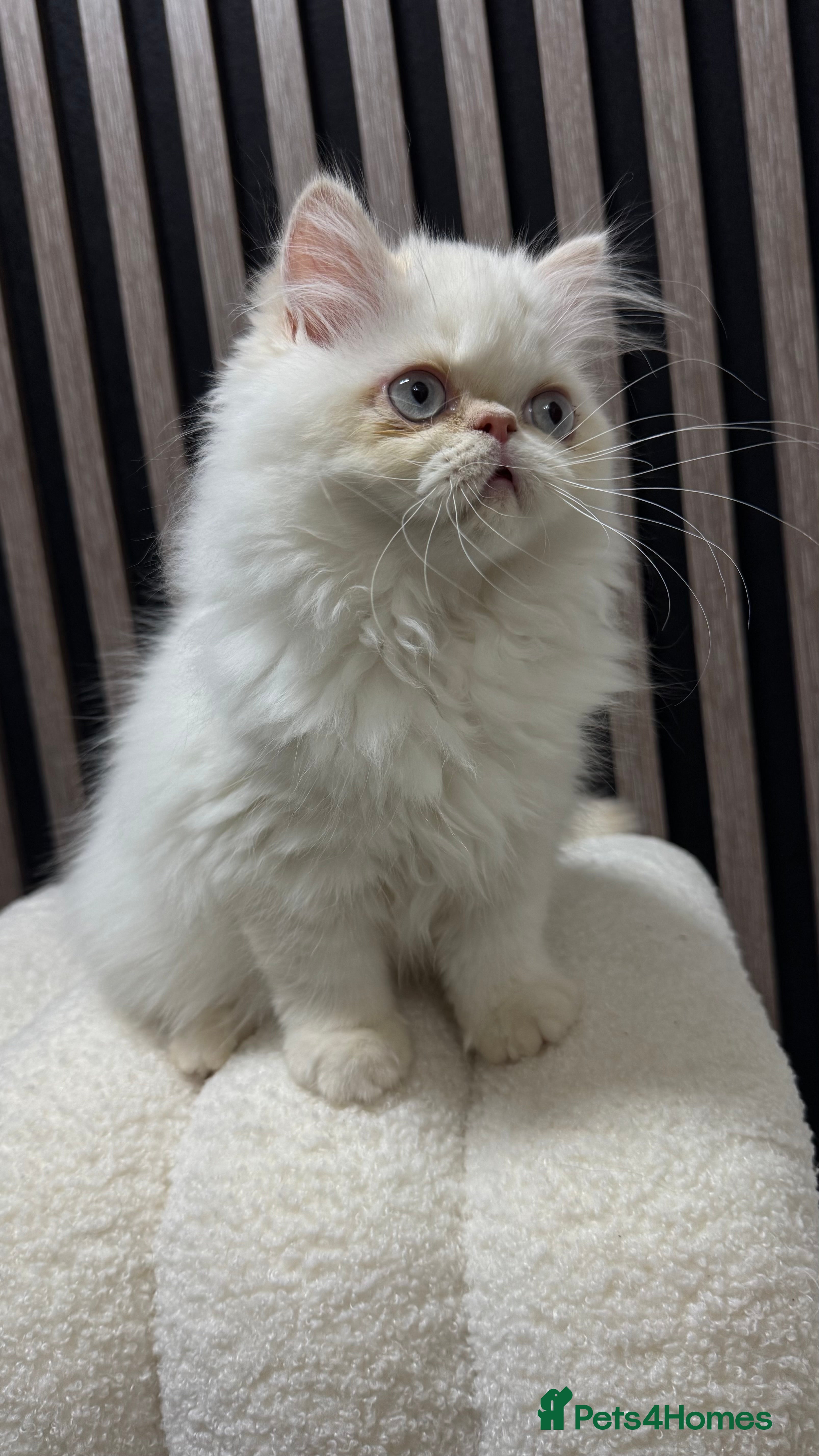 Persian cats Beautiful Persian Male Kitten Available - Advert 1