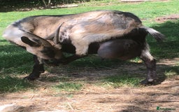 Goats livestock for sale: Three female English goats for £650 - Image 4